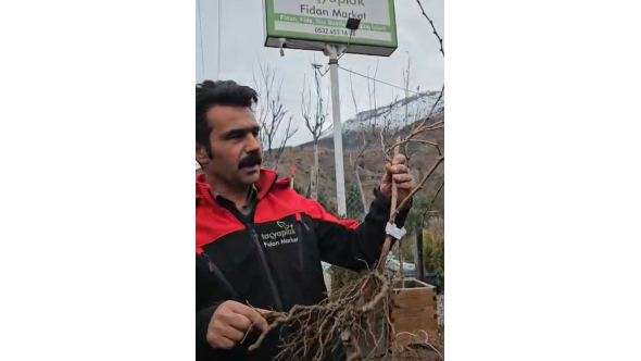 Açık Köklü Üzüm Fidanları Sevkiyatı