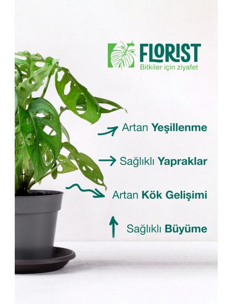 Florıst Yeşil Yapraklı Bitkiler Sıvı Bitki Besini