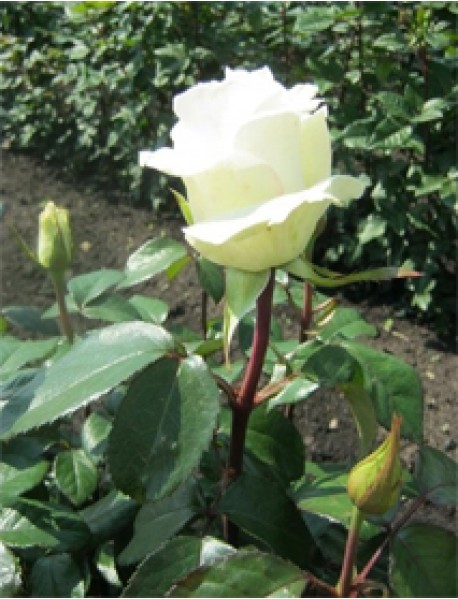 Beyaz Gül Fidanı (Saksılı) Beyaz Gül Fidanı (Saksılı)
