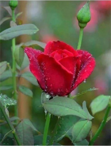 Bayrak Kırmızısı Gül Fidanı (Saksılı) Bayrak Kırmızısı Gül Fidanı (Saksılı)