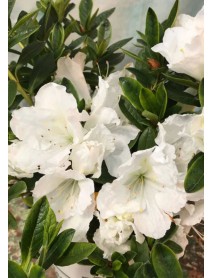 Beyaz Açelya Çiçeği