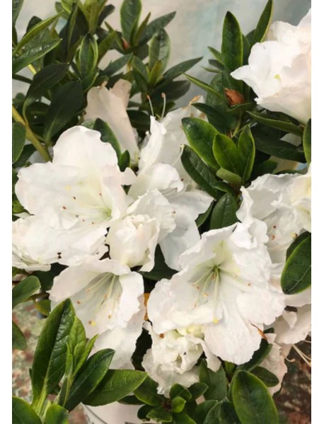 Beyaz Açelya Çiçeği