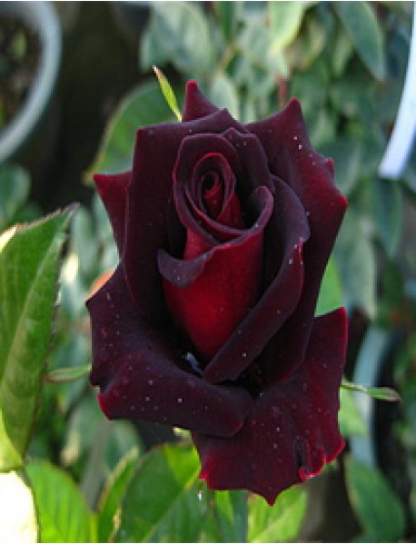 Bordo Gül Fidanı (Saksılı) Bordo Gül Fidanı (Saksılı)
