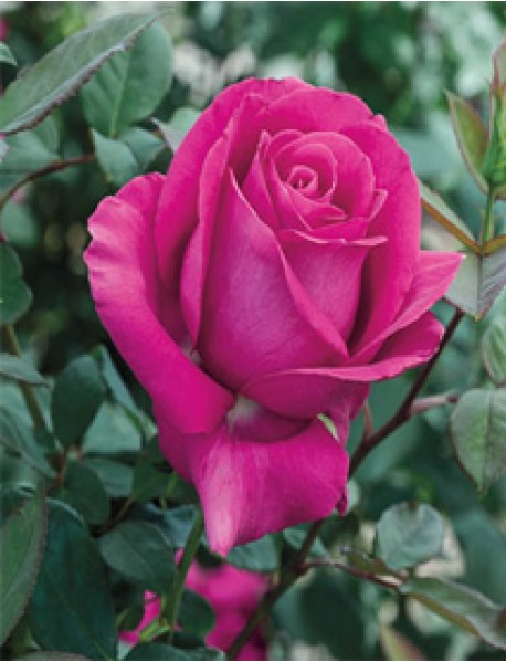 Pembe Gül Fidanı (Saksılı)