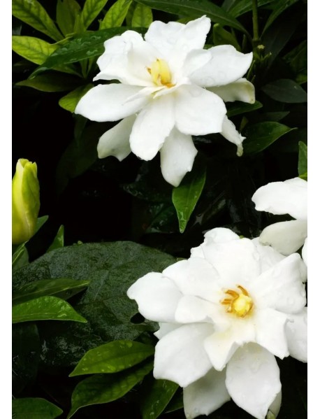 Gardenya Çiçeği Gardenya Çiçeği