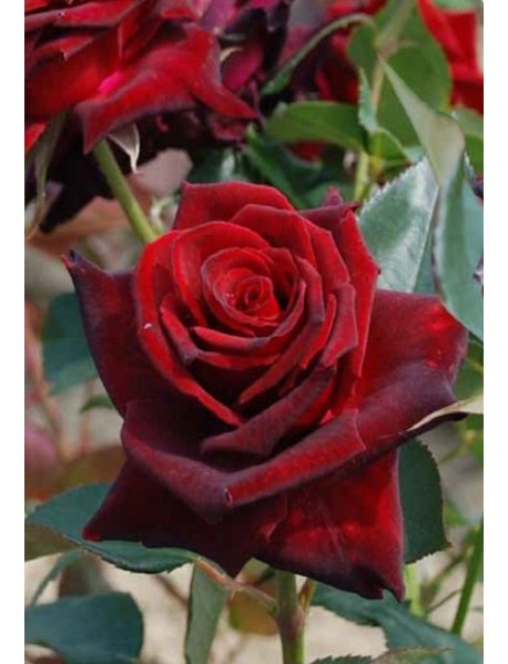 Kadife Kırmızı Gül Fidanı