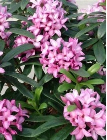 Kafkas Gülü Fidanı