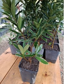 Kafkas Gülü Fidanı