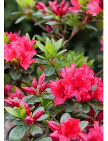 Kırmızı Açelya Çiçeği Kırmızı Açelya Çiçeği