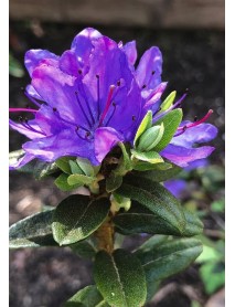 Mor Açelya Çiçeği Mor Açelya Çiçeği