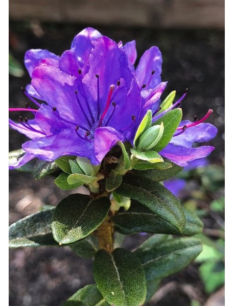 Mor Açelya Çiçeği