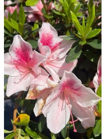 Pembe Beyaz Açelya Çiçeği Pembe Beyaz Açelya Çiçeği