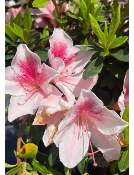 Pembe Beyaz Açelya Çiçeği