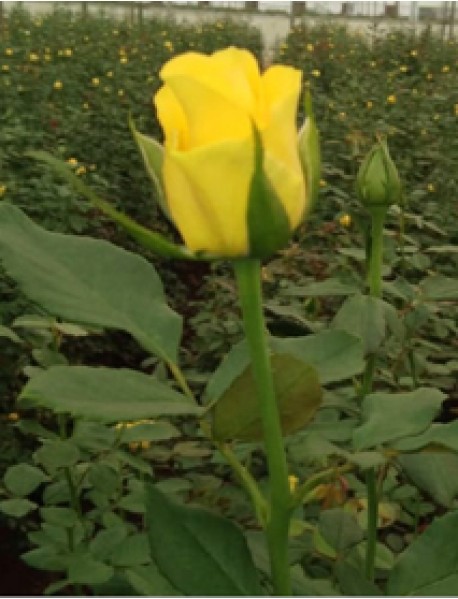 Sarı Gül Fidanı (Saksılı)