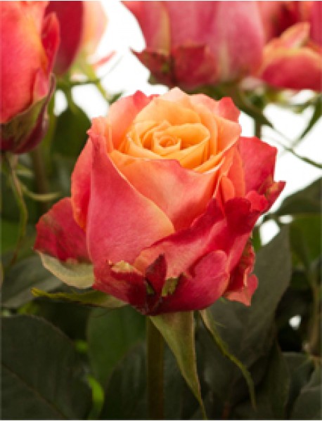 Sarı Kırmızı Gül Fidanı (Saksılı)