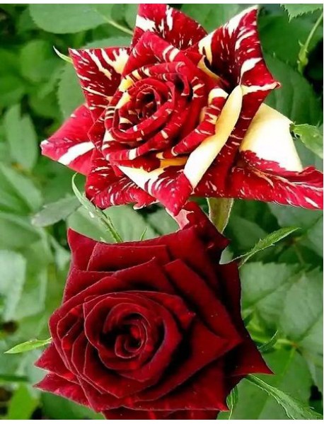 Sihirbaz Gül Fidanı (Saksılı)