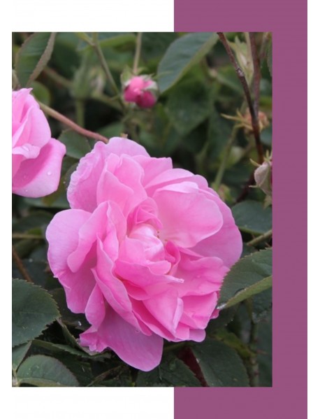 Isparta Gülü Fidanı (Saksılı) Isparta Gülü Fidanı (Saksılı)