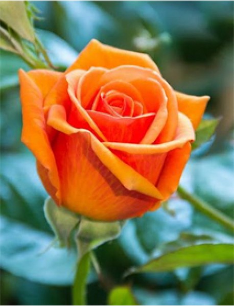 Turuncu Gül Fidanı (Saksılı) Turuncu Gül Fidanı (Saksılı)