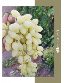 Şilfoni Üzüm Fidanı Şilfoni Üzüm Fidanı