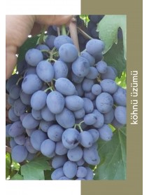 Köhnü Üzüm Fidanı Köhnü Üzüm Fidanı