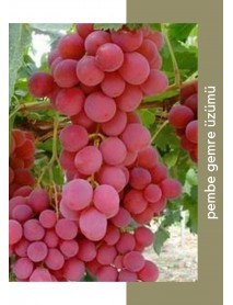 Pembe Gemre Üzüm Fidanı Pembe Gemre Üzüm Fidanı