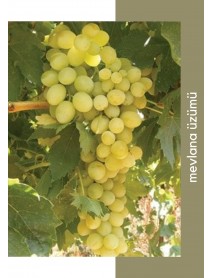 Mevlana Üzüm Fidanı Mevlana Üzüm Fidanı