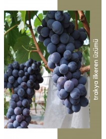 Trakya İlkeren Üzüm Fidanı Trakya İlkeren Üzüm Fidanı