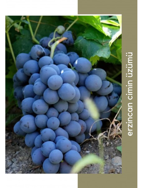 Cimin Üzüm Fidanı (Açık Köklü) Cimin Üzüm Fidanı (Açık Köklü)