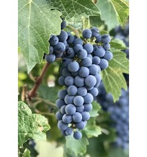 Cabernet Sauvignon Üzüm Fidanı Cabernet Sauvignon Üzüm Fidanı