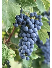 Cabernet Sauvignon Üzüm Fidanı Cabernet Sauvignon Üzüm Fidanı