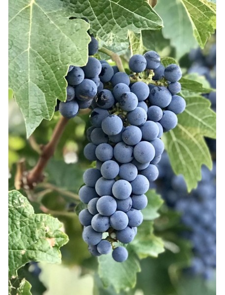 Cabernet Sauvignon Üzüm Fidanı Cabernet Sauvignon Üzüm Fidanı