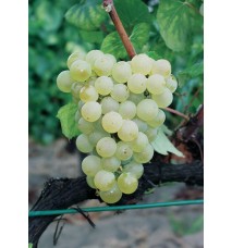 Chardonnay Üzüm Fidanı Chardonnay Üzüm Fidanı