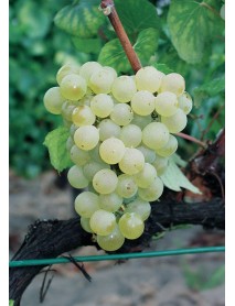 Chardonnay Üzüm Fidanı Chardonnay Üzüm Fidanı