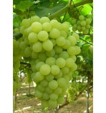 Süperiör Seedles Üzüm Fidanı Süperiör Seedles Üzüm Fidanı