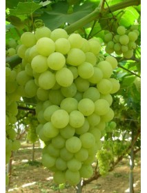 Süperiör Seedles Üzüm Fidanı Süperiör Seedles Üzüm Fidanı