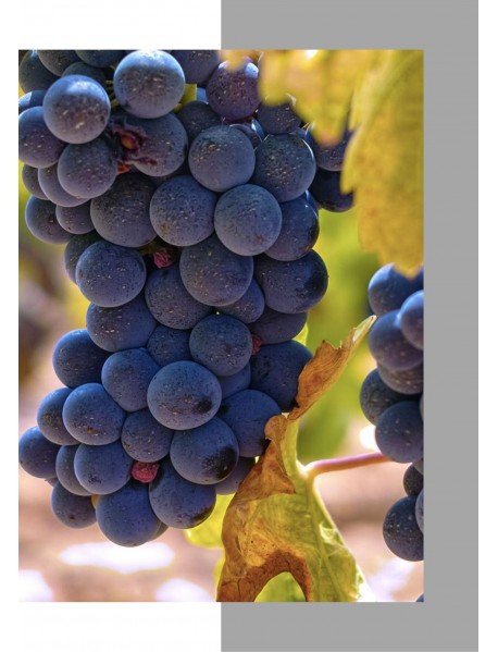 Alicante Bouschet Üzümü Fidanı Alicante Bouschet Üzümü Fidanı