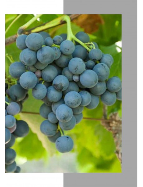 Alphonse Lavallee Üzüm Fidanı Alphonse Lavallee Üzüm Fidanı