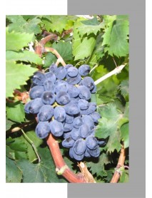 Autumn Royal Üzüm Fidanı Autumn Royal Üzüm Fidanı