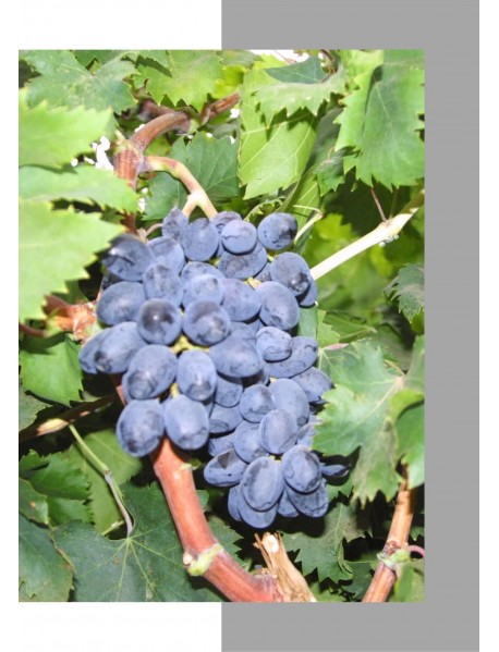 Autumn Royal Üzüm Fidanı Autumn Royal Üzüm Fidanı
