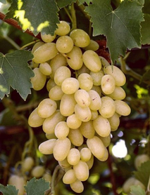 Besni Beyaz Üzümü Fidanı Besni Beyaz Üzümü Fidanı