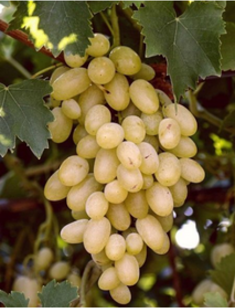 Besni Beyaz Üzümü Fidanı Besni Beyaz Üzümü Fidanı