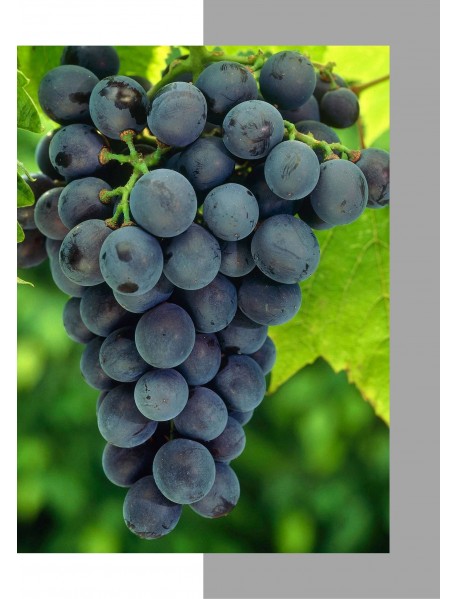 Black Magic Üzümü Fidanı Black Magic Üzümü Fidanı