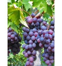 Cardinal Üzümü Fidanı Cardinal Üzümü Fidanı