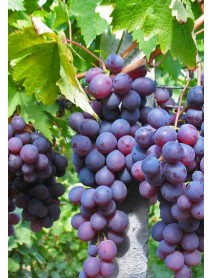 Cardinal Üzümü Fidanı Cardinal Üzümü Fidanı