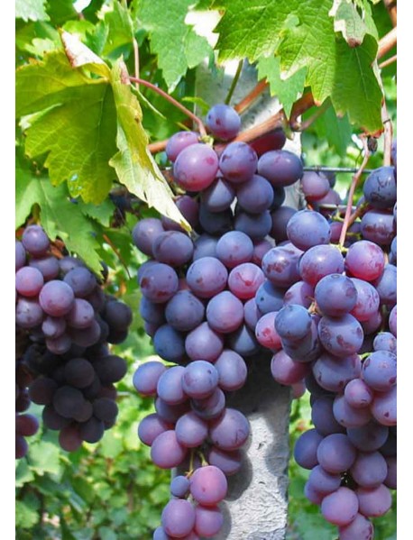 Cardinal Üzümü Fidanı Cardinal Üzümü Fidanı