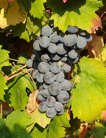 Dimrit Üzümü Fidanı Dimrit Üzümü Fidanı