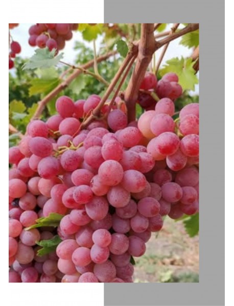 Elazığ Kırmızı Üzüm Fidanı Elazığ Kırmızı Üzüm Fidanı