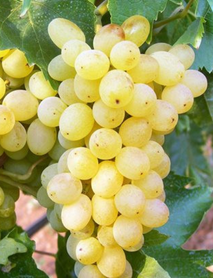 Emir Üzümü Fidanı Emir Üzümü Fidanı