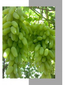 Beyaz Hatun Parmağı Üzümü Fidanı Beyaz Hatun Parmağı Üzümü Fidanı