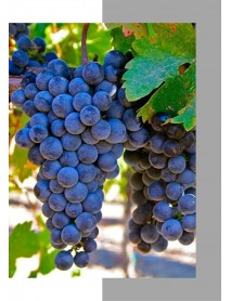 Şiraz Üzüm Fidanı Şiraz Üzüm Fidanı